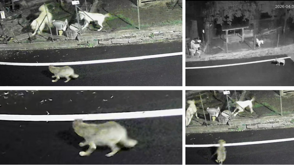 Lupo vicino alle case? I cani lo mettono in fuga: ripreso dalla videosorveglianza